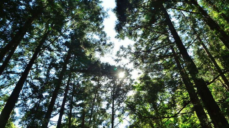 杉林と太陽の光の写真
